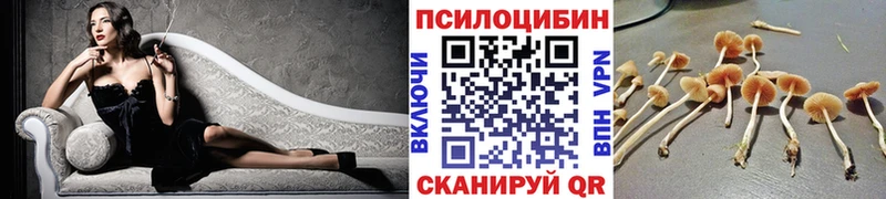 Галлюциногенные грибы Psilocybe Новочебоксарск